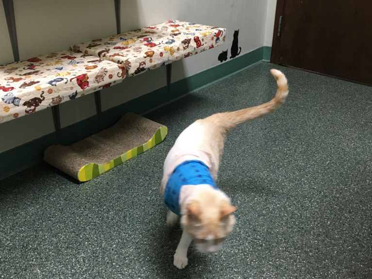 charlie bandaged at vet office