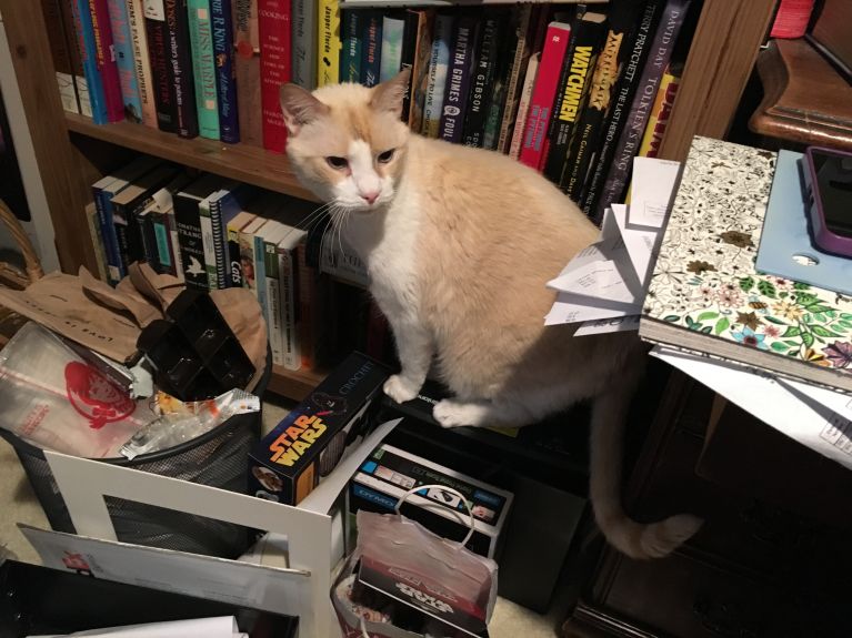 Missing a leg doesn't stop him from balancing on the paper shredder to try to reach my desk!