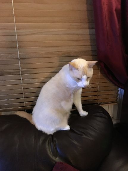 His favorite spot on the back of the couch.