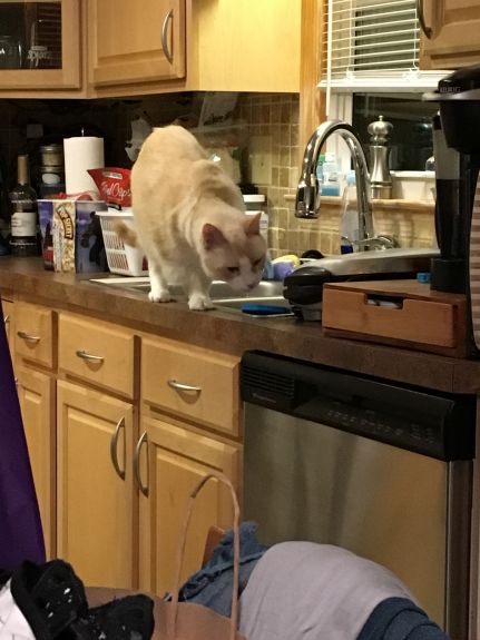 Being a tripod doesn't stop Charlie from  getting up on the counter! Bad kitty!