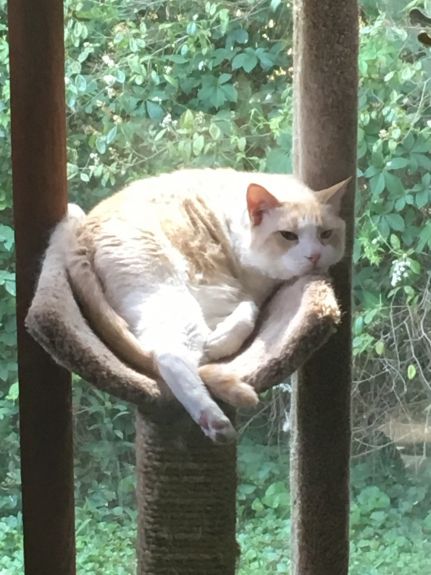 Charlie still enjoys his cat tree on the porch. He has a box next to it acting as a step to help him get up and down.