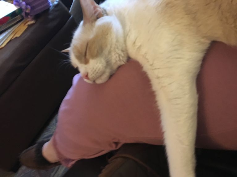 Charlie still loves a good lap nap.
